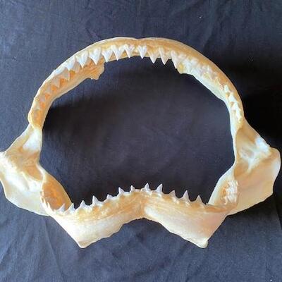 LOT#W122: Large Bull Shark Jaw