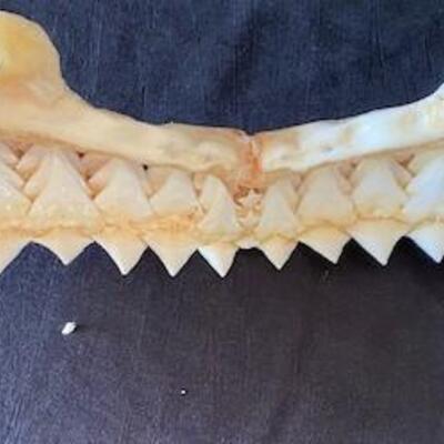 LOT#W122: Large Bull Shark Jaw