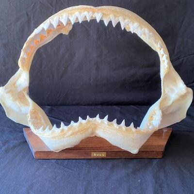 LOT#W122: Large Bull Shark Jaw