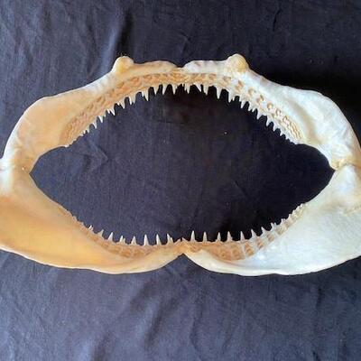 LOT#W124: Lemon Shark Jaw