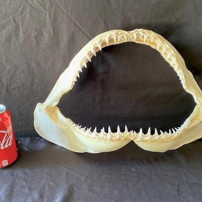 LOT#W124: Lemon Shark Jaw