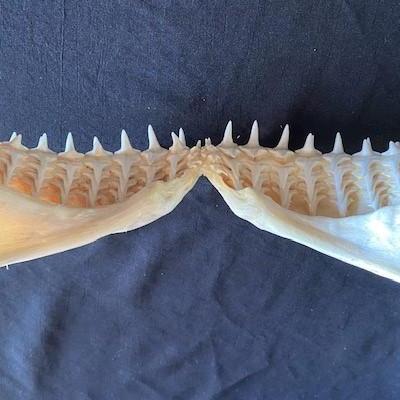 LOT#W124: Lemon Shark Jaw