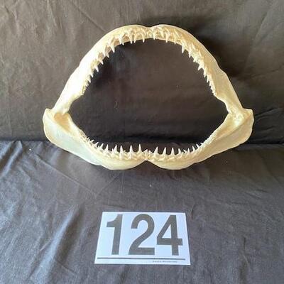 LOT#W124: Lemon Shark Jaw