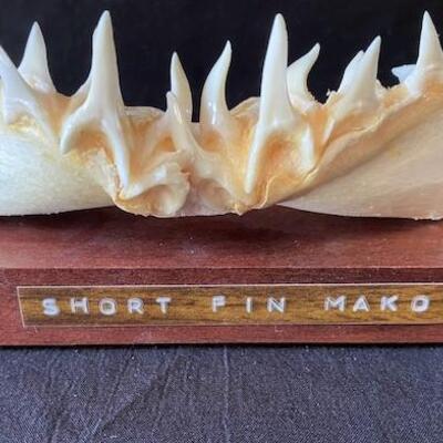 LOT#W125: Short Fin Mako Shark Jaw