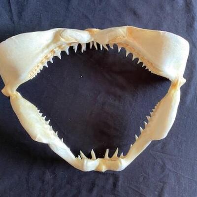LOT#W125: Short Fin Mako Shark Jaw