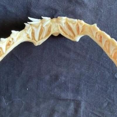 LOT#W125: Short Fin Mako Shark Jaw