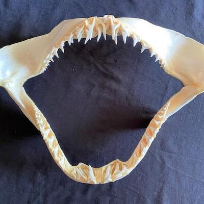 LOT#W125: Short Fin Mako Shark Jaw