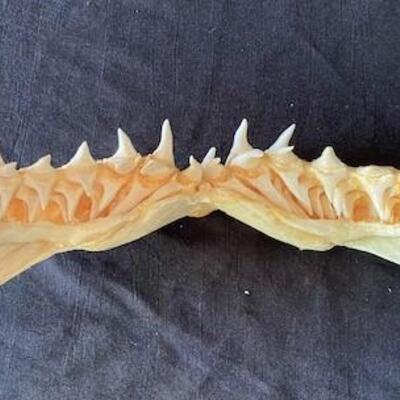 LOT#W125: Short Fin Mako Shark Jaw