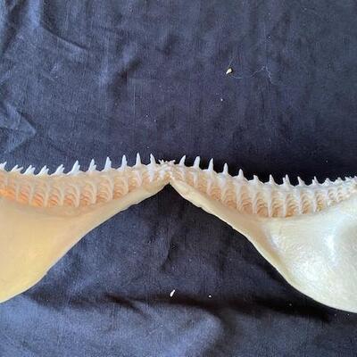 LOT#W126: Black Tip Shark Jaw