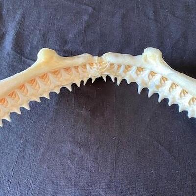 LOT#W126: Black Tip Shark Jaw