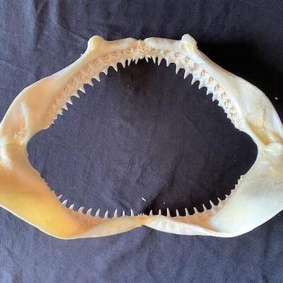 LOT#W126: Black Tip Shark Jaw