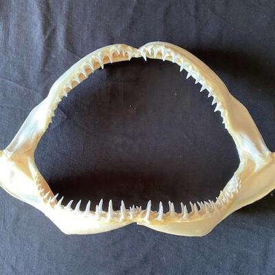LOT#W126: Black Tip Shark Jaw