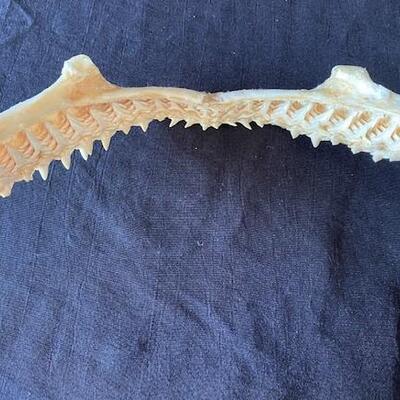 LOT#W127: Scalloped Hammerhead Shark Jaw