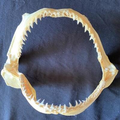 LOT#W127: Scalloped Hammerhead Shark Jaw