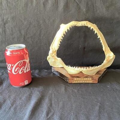 LOT#W127: Scalloped Hammerhead Shark Jaw