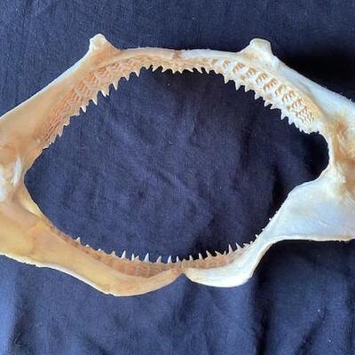 LOT#W127: Scalloped Hammerhead Shark Jaw