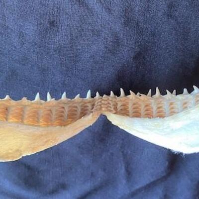 LOT#W127: Scalloped Hammerhead Shark Jaw