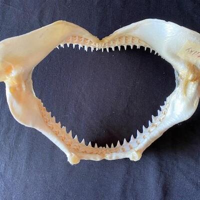 LOT#W128: Silky Shark Jaw