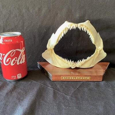 LOT#W129: Snaggletooth Shark Jaw