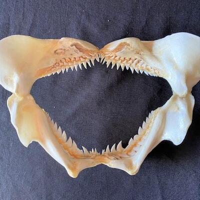 LOT#W129: Snaggletooth Shark Jaw