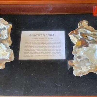 LOT#W131: Agatized Coral
