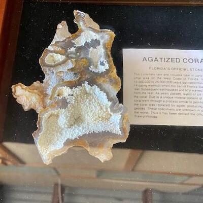 LOT#W131: Agatized Coral