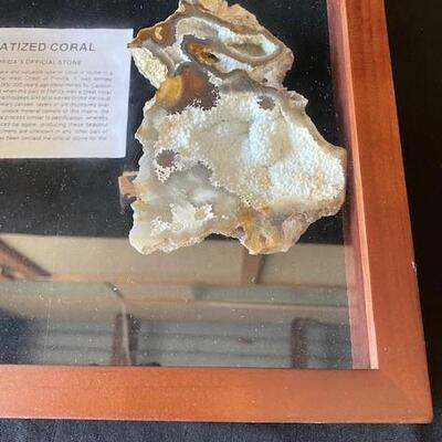 LOT#W131: Agatized Coral