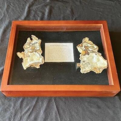 LOT#W131: Agatized Coral