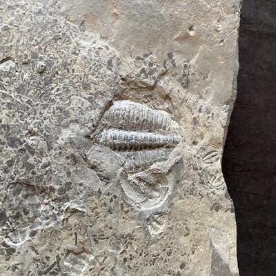LOT#W132: Set of Trilobite Fossils & Slate