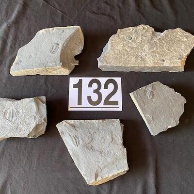 LOT#W132: Set of Trilobite Fossils & Slate