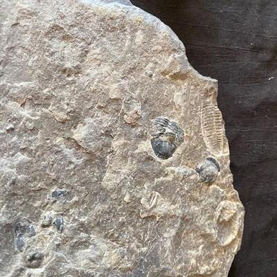 LOT#W132: Set of Trilobite Fossils & Slate