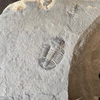 LOT#W132: Set of Trilobite Fossils & Slate