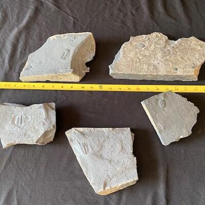 LOT#W132: Set of Trilobite Fossils & Slate