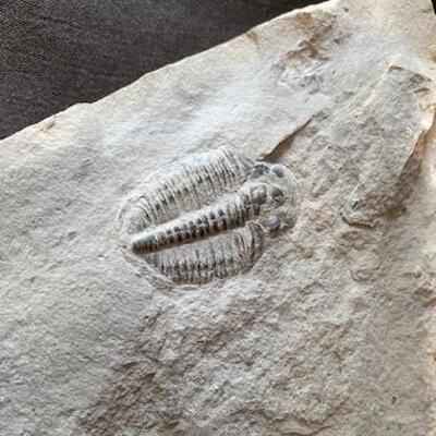 LOT#W132: Set of Trilobite Fossils & Slate