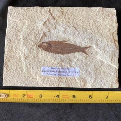 LOT#W133: Knightia Eoceana Fossil