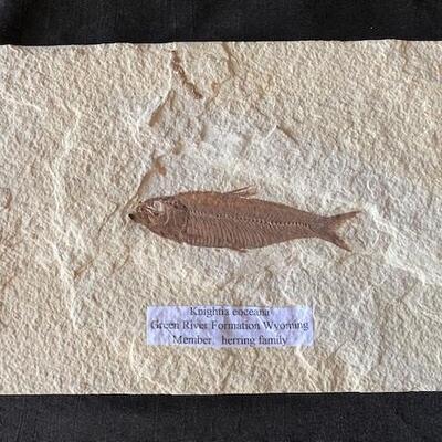 LOT#W133: Knightia Eoceana Fossil