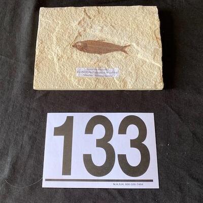 LOT#W133: Knightia Eoceana Fossil
