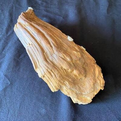 LOT#W134: Believed to be Petrified Wood Lot #1