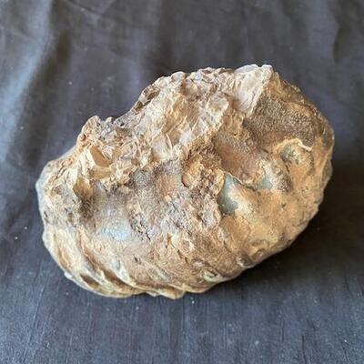 LOT#W138: Believed to be Petrified Wood Lot #2