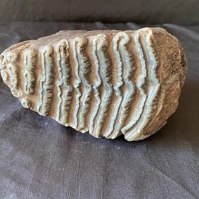 LOT#W138: Believed to be Petrified Wood Lot #2