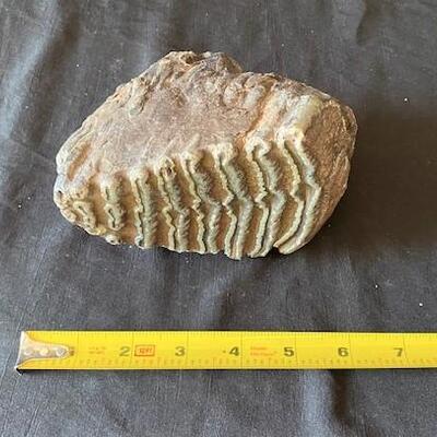 LOT#W138: Believed to be Petrified Wood Lot #2