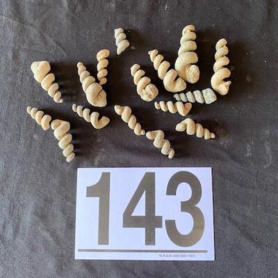 LOT#W143: Snail Shell Fossils