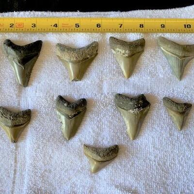 LOT#W156: Megalodon Tooth Lot #1