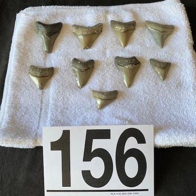 LOT#W156: Megalodon Tooth Lot #1