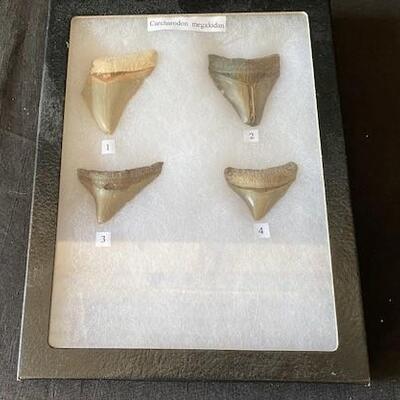 LOT#W157: Megalodon Tooth Lot #2