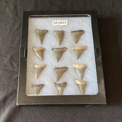 LOT#W158: Mako Shark Teeth Lot #1