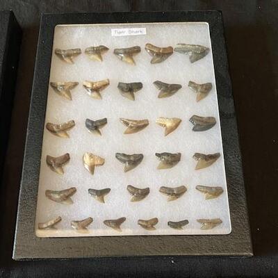 LOT#W159: Assorted Shark's Tooth Collection