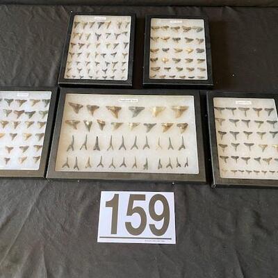 LOT#W159: Assorted Shark's Tooth Collection