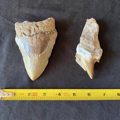 LOT#W176: Megalodon Tooth Lot #3