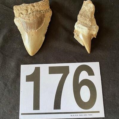 LOT#W176: Megalodon Tooth Lot #3